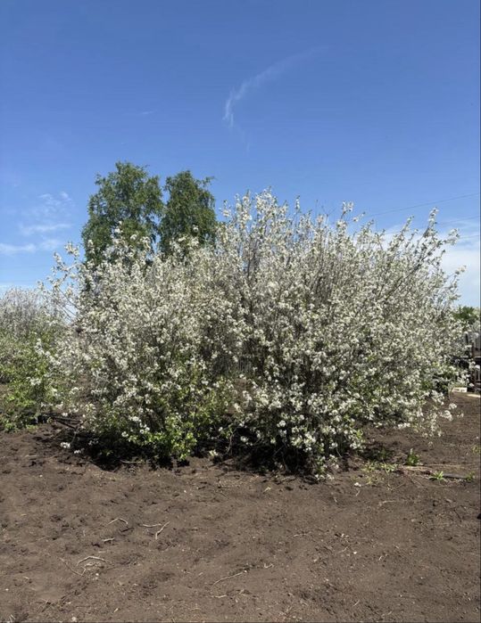 Продам дачу по Зерендинской трассе