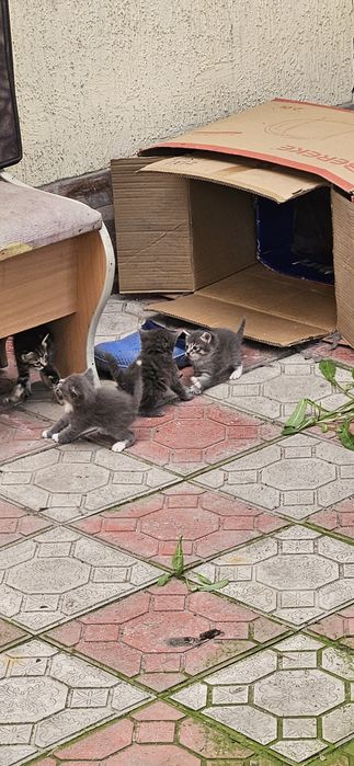Отдам котят в хорошие руки.