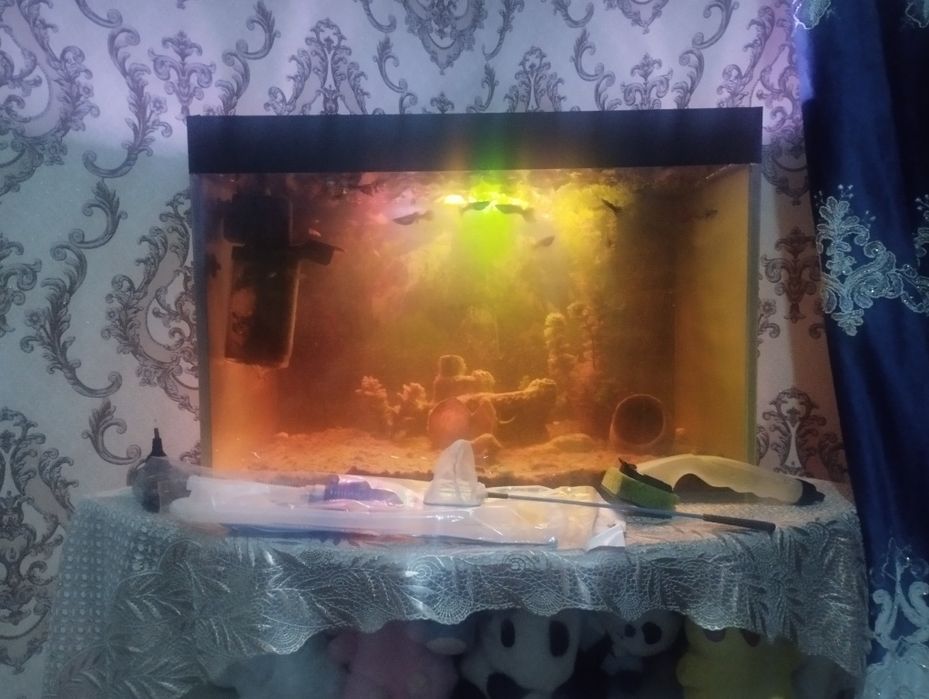 Akvarium baliklari bilan sotiladi pastafkasi xamma narsasi bilan