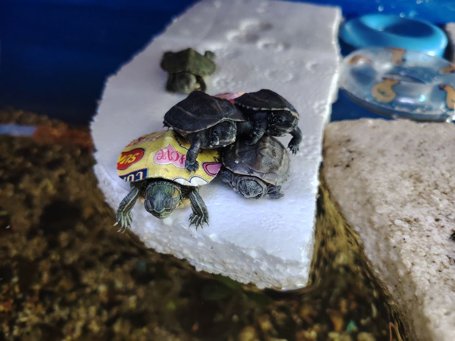 Красноухие черепашки