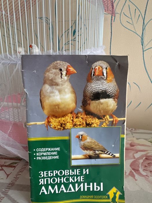 Амадины 3 птички (девочка и два мальчика)