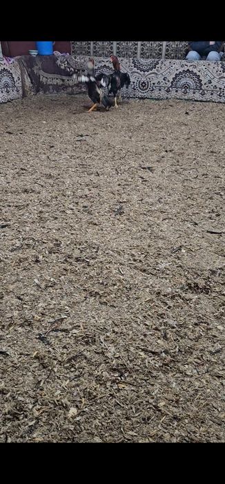 Бойцовы кораз дакан петух шоже