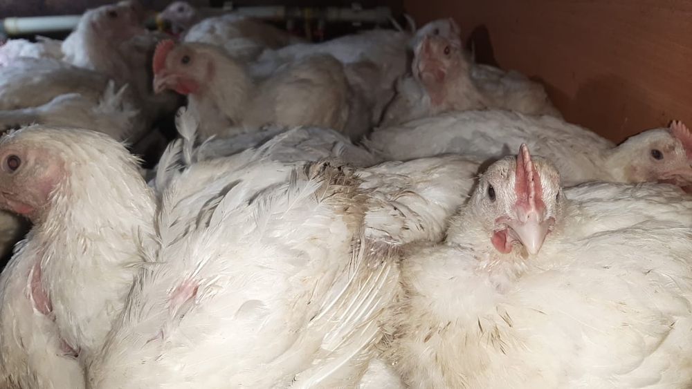 курочки домашние