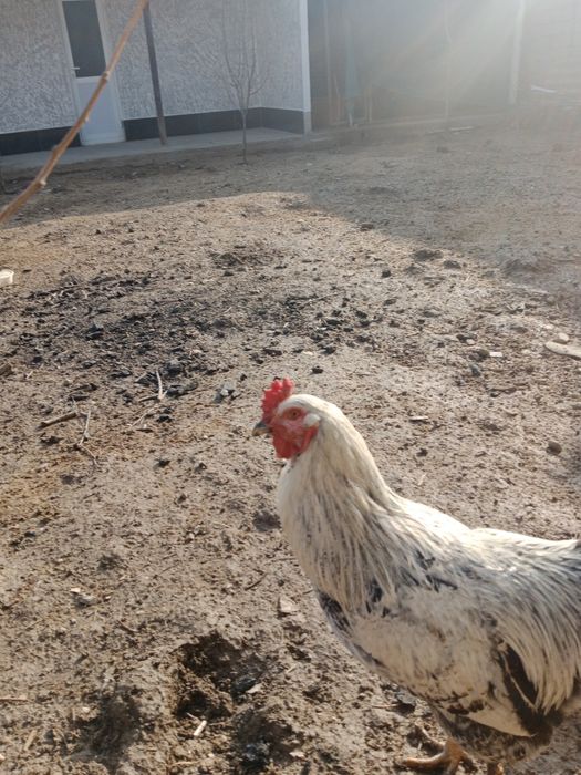 Zotli baquvvat va chiroyli Dakan Brama Qora Shahzoda sotiladi