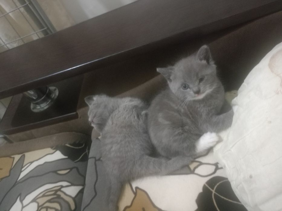 Отдам в добрые руки