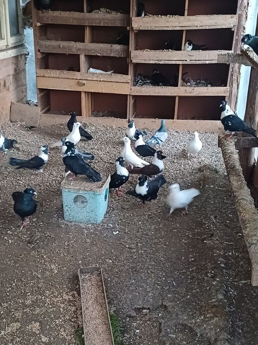 Гълъби чирпански и пощенски