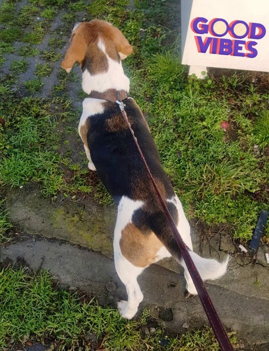 Pet sitter TM/ ingrijire caini si pisici la domiciliu / plimbare caini