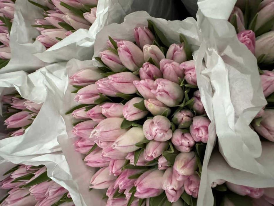 Голландские тюльпаны Оптом