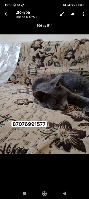 Кошечка в добрые руки