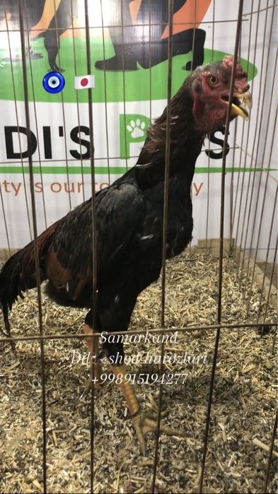 Япон шамо сотилади