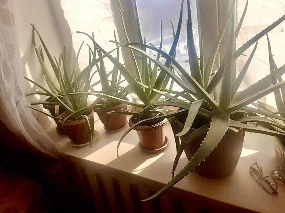 Алоэ крупные лечебные