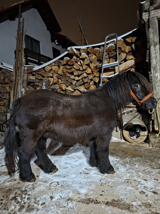 Vand poneita gestanta