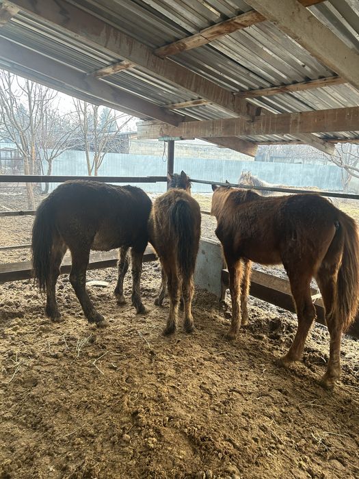 Еркек жабагылар сатылады !!!