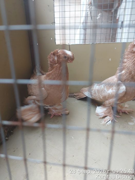 Голуби нават маладые