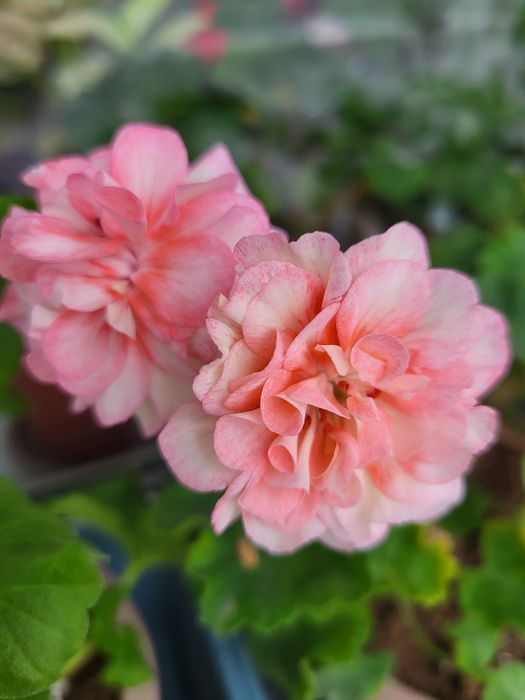 Сортовые пеларгонии