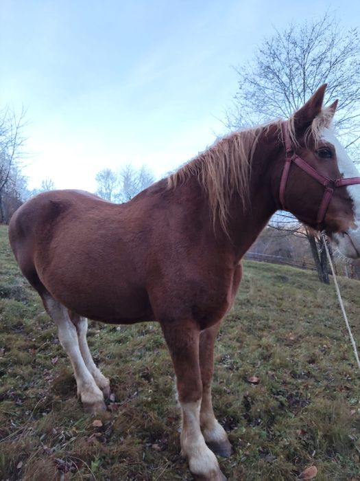 Cal semi greu de vanzare