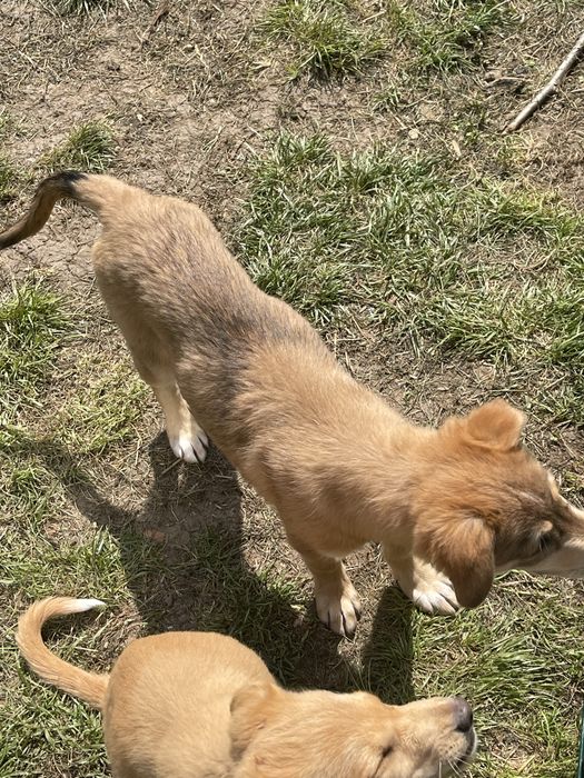 Adoptie pui de catel