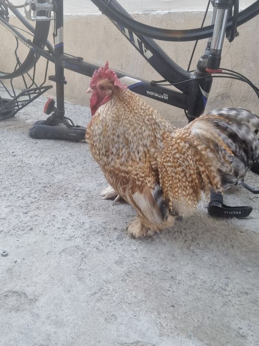 Choyne xoroz sotiladi