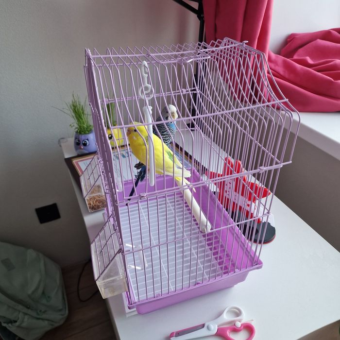 Волнистые попугаи