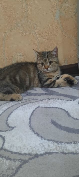 Ищем кошку для вязки. Британский короткошерстный кот.