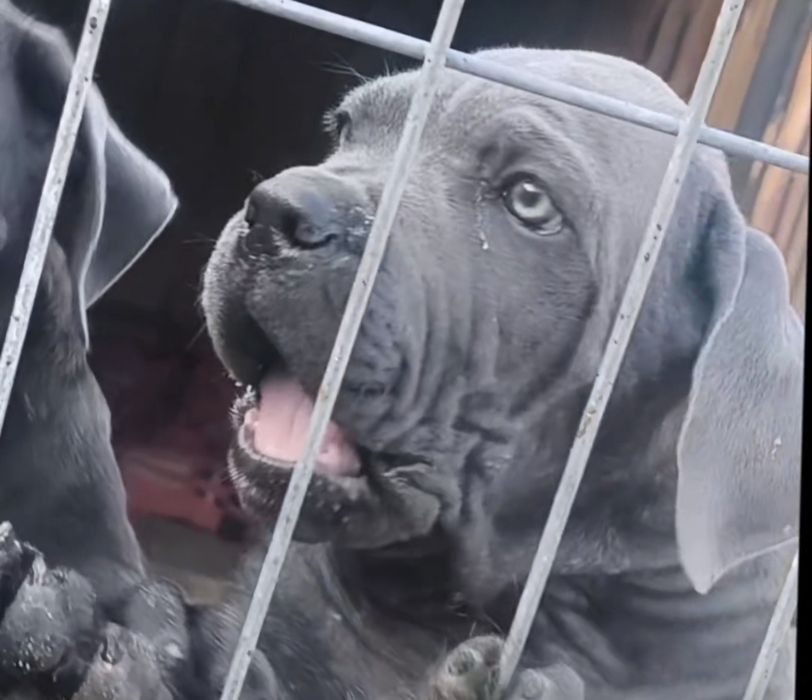 Mascul Cane Corso, 12 săptămâni, Pedigree tip A