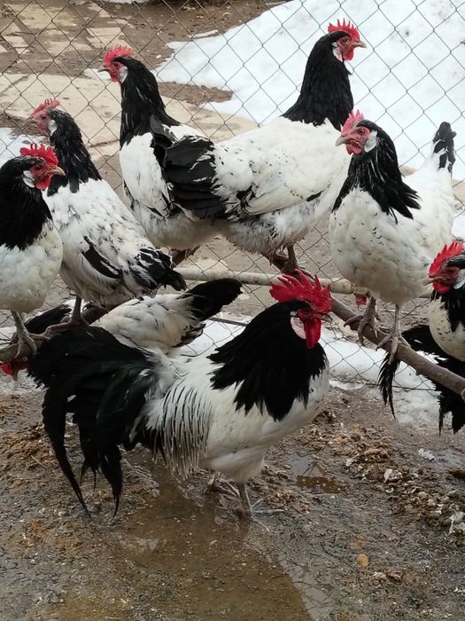 Инкубационные яйца