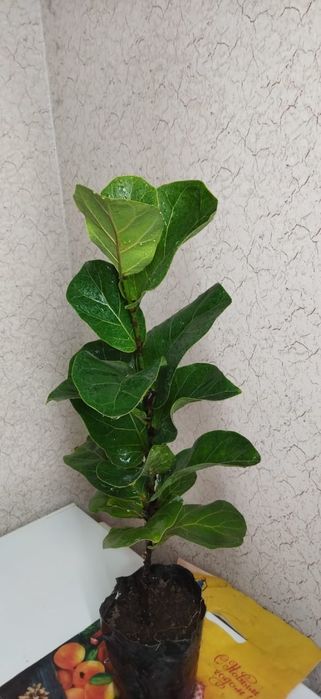 Фикус Лирата Белизе Али  Лирата бамбино