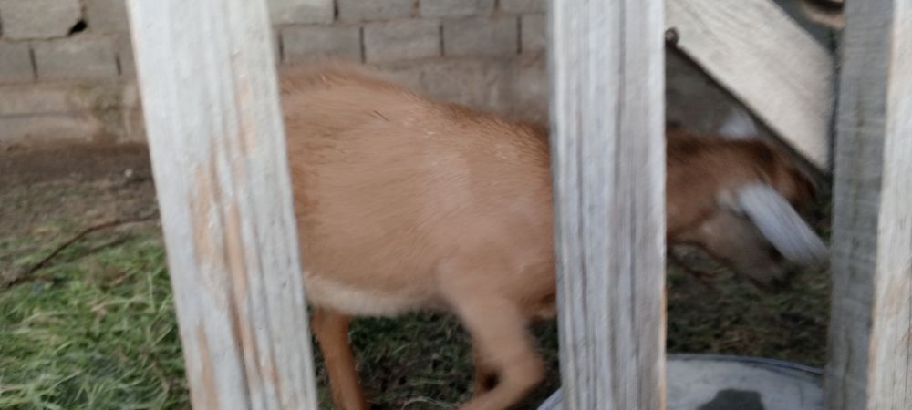 Орыс ешкі лағымен