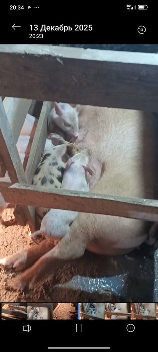 Продам поросят ...