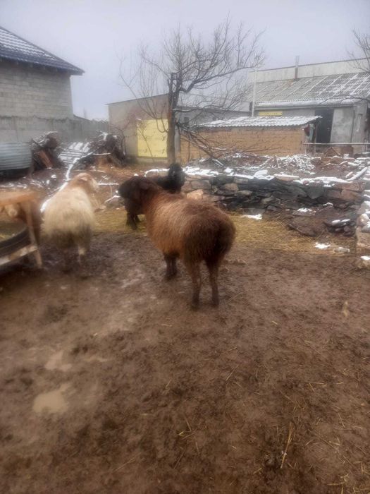 Семіз байлауда тұрған тоқтылар мен қойлар