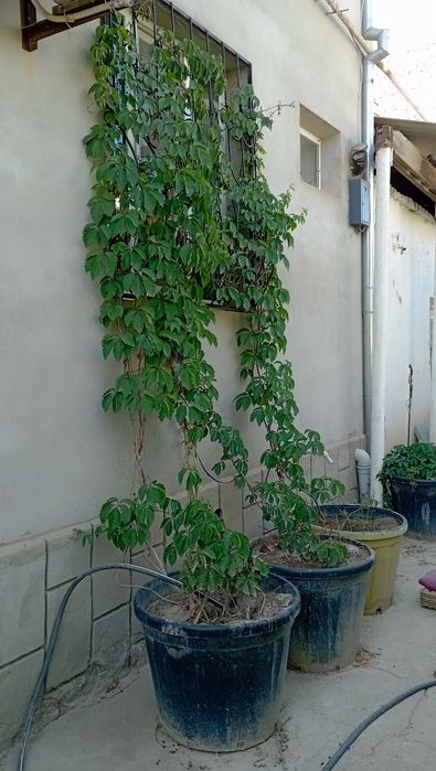 Дикий виноградый