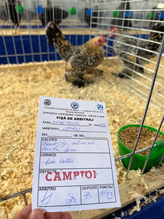 Disponibile 2 familii mii de flori lemon
