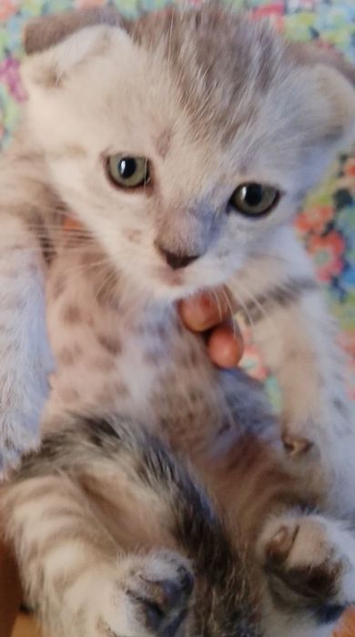 Котёнок на продажу