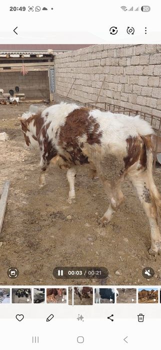 Буқалар сатылады