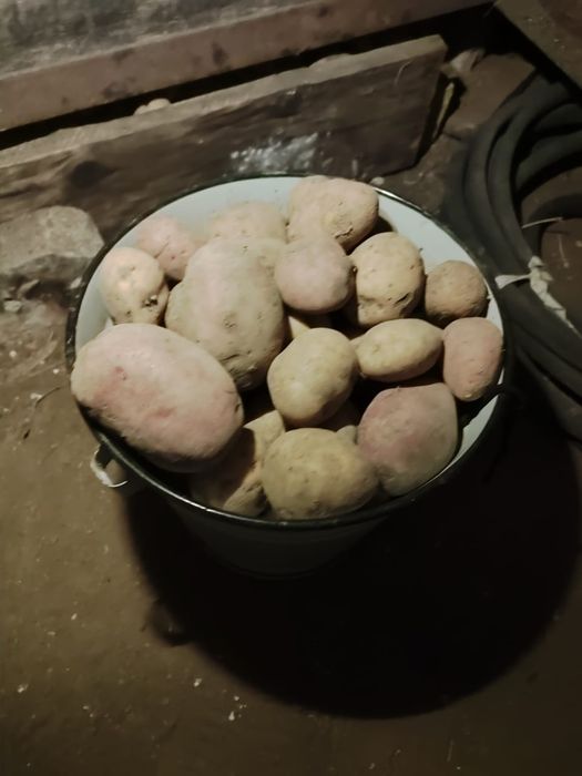 Продам картофель