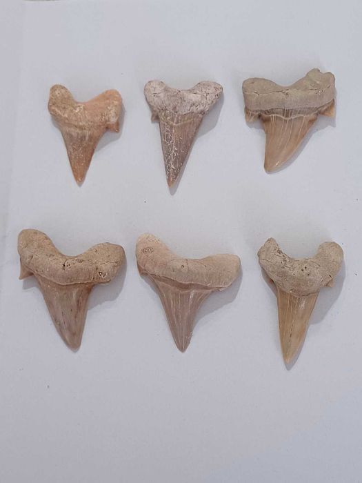 зъби от акула - фосил