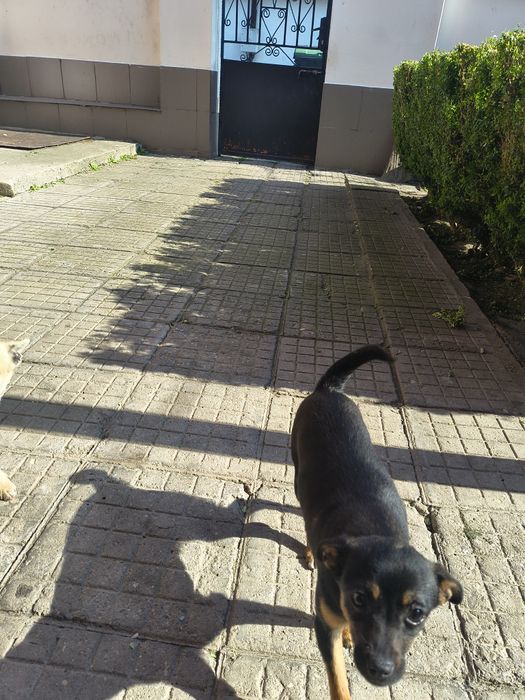 Женски Мини пинчер