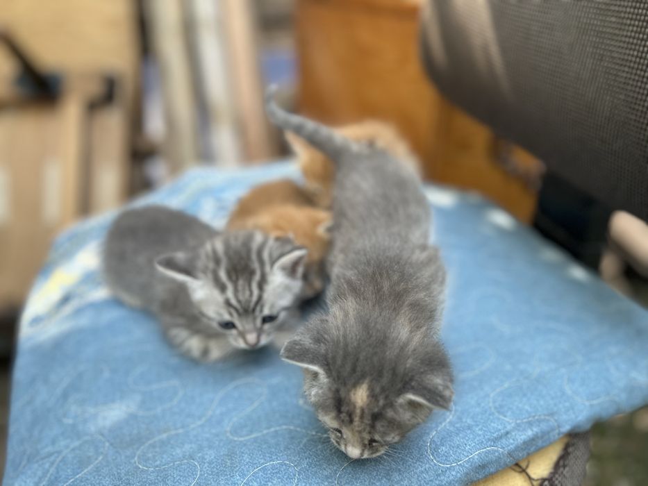 Отдам в добрые руки котят