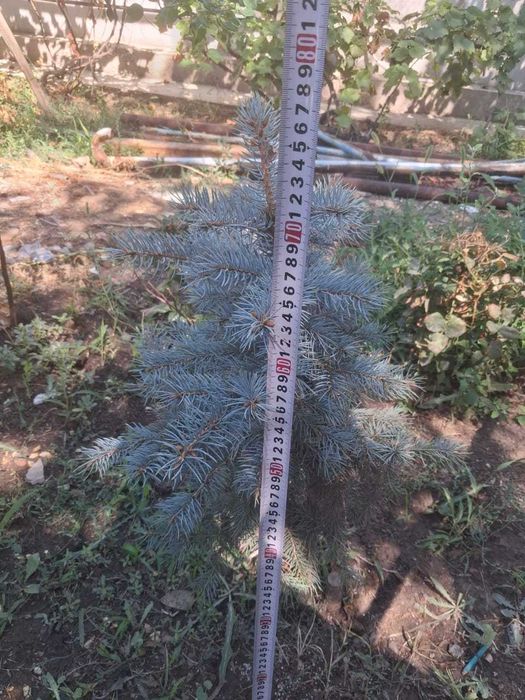 Ель Елка голубая Глаука