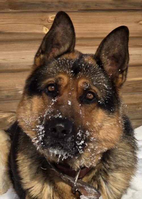 Щенки немецкой овчарки