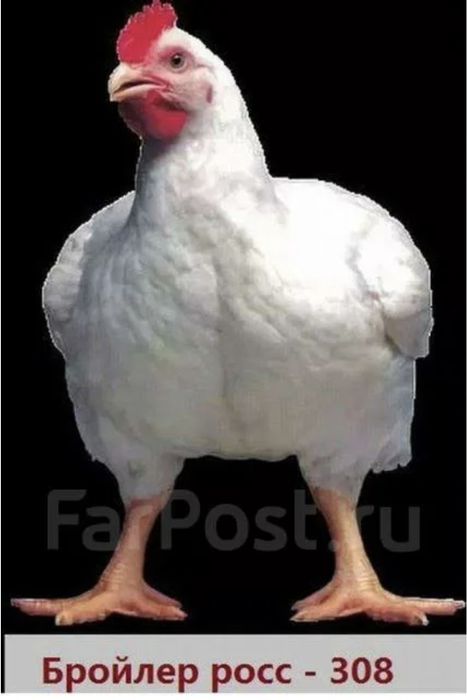 Инкубационные яйца  Бройлер