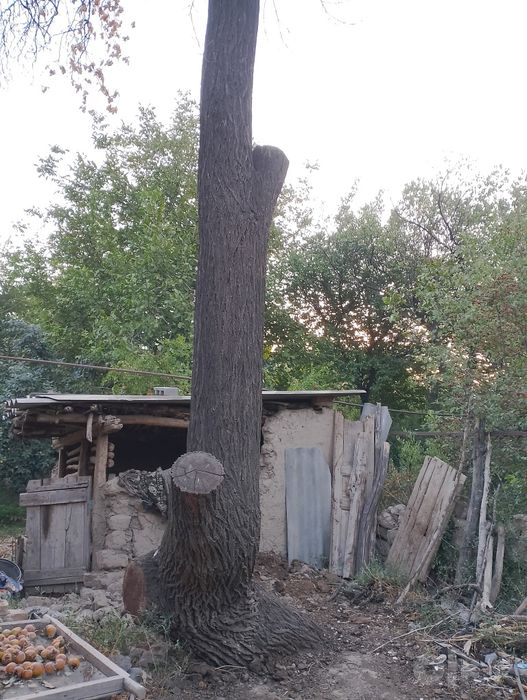 Урик  дарахт сотилади