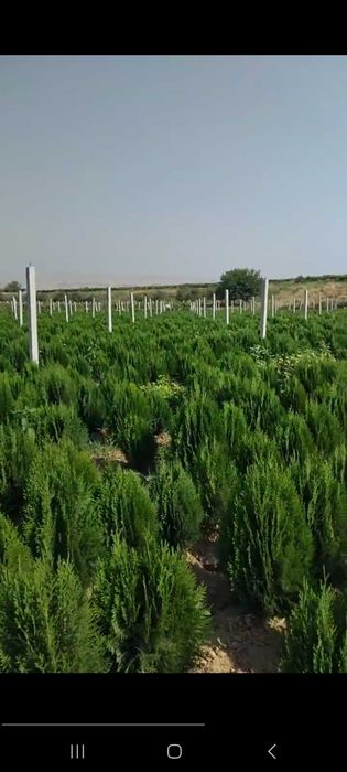 Туя кучатлари сотилади