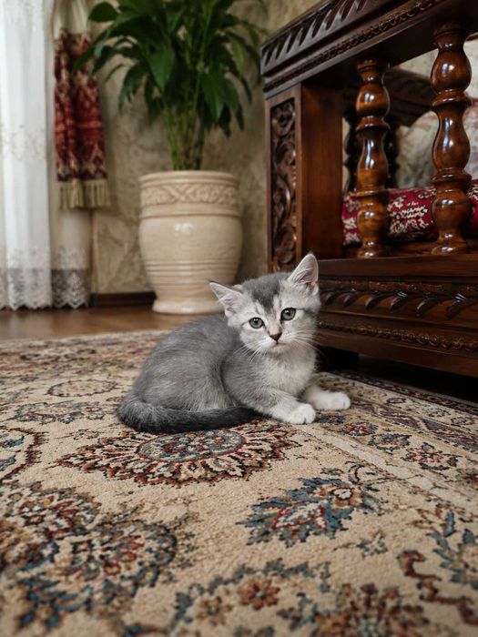 Продаются котята шотландской  породы (окрас «шиншилла»)!