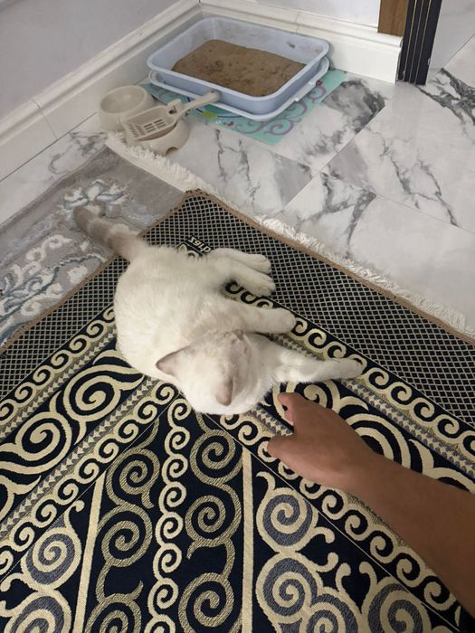 Продается кошка,