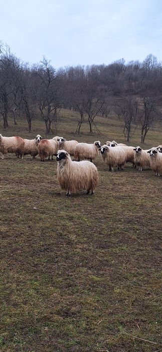 Vând 28 de oi tinere .10 cu miei ,5 mai trebuie să fete si restu noati