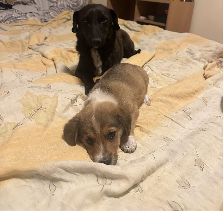 Adoptie mama si fiica