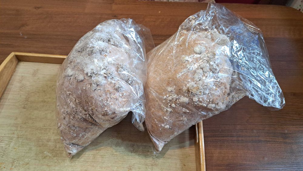 Мицелий вешенки. Готовый субстрат.