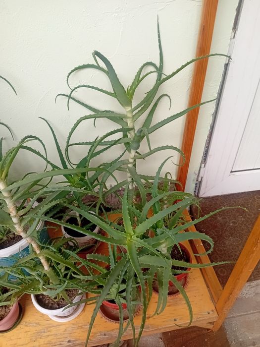 Алоэ лечебное  продаётся