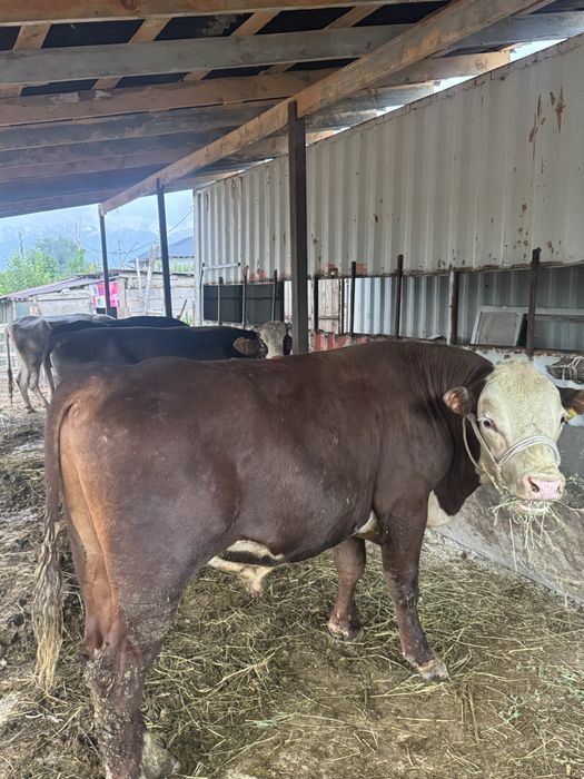 Бұқа,сиыр,карова,быки
